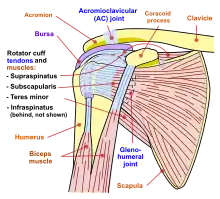 Human shoulder joint, front view