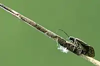 Female laying eggs