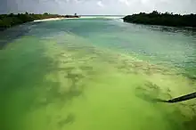 Bay or other water near the sea. The floor is visible through the water. In the distance there is a sandy beach, forested areas and the sea.