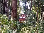 Side View of Kalika Bhagawati Temple through forest