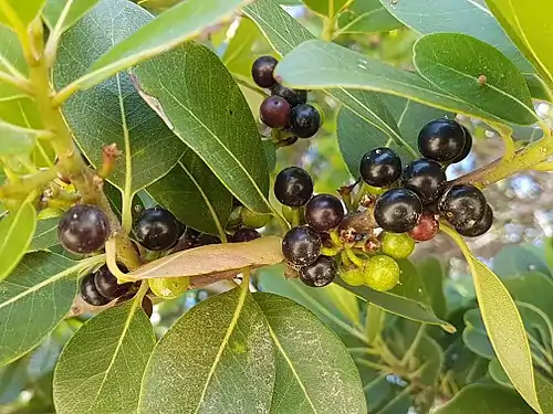 Detail of the fruit.