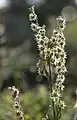 Sierra stickseed, prickly fruits