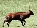 Sika deer