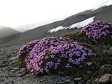 Søraust-Svalbard Nature Reserve, a tundra