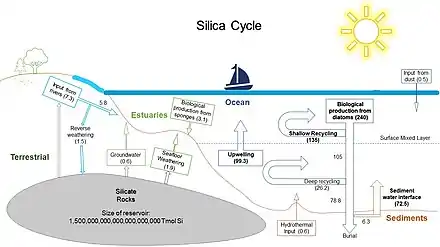 marine and terrestrial silica cycle