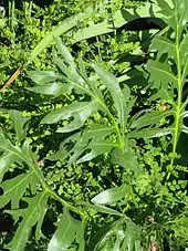 Silphium laciniatum (compass plant) leaves