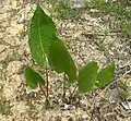 Silphium terebinthinaceum (prairie dock) leaves