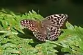 Female, female form valesina orange-brown colour replaced with a deep olive-green.