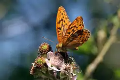 Silver-washed fritillary, Argynnis paphia