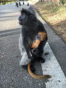 Gray monkey and baby