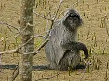 Gray monkey