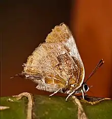 Ventral view