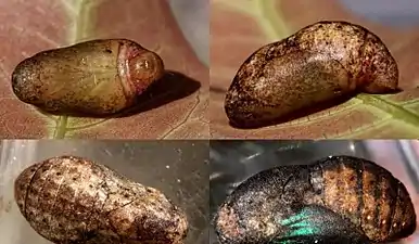 Pupa