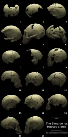 Cranium 14 as seen in the middle of the row second to the bottom.