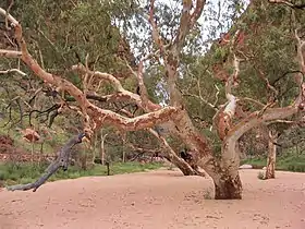 Gum at Simpsons Gap