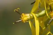 Sinacalia tangutica