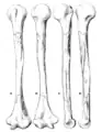 Humerus II reconstructed