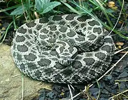 Eastern massasauga