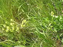 Grass like Sisymbrium volgense plant with yellow flowers