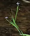 Flowers, stem, and leaves