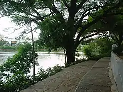 Lotus Pond Near Film Nagar