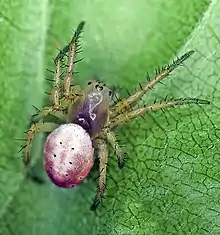 Sixspotted Orbweaver (Araniella displicata) color variant, female