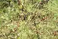 Mature wild asparagus with seed pods in Saskatchewan, Canada