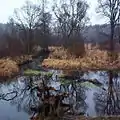 Kamienna River in Skarżysko