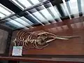 Skeleton of Gangetic Dolphin, Department of National Parks and Wildlife Conservation, Babar Mahal, Kathmandu, Nepal