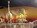 Elephant, giraffe and hippo skeletons on display at SKELETONS: Museum of Osteology, Orlando, Florida.