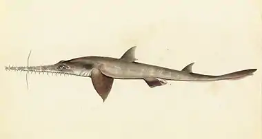 (Longnose) Saw shark