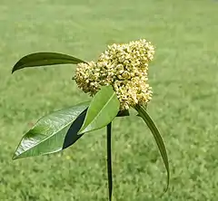 Inflorescence