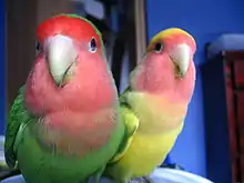 Left: Wild typeRight: Pied Green mutation