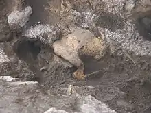 Dmanisi skull 5 in situ