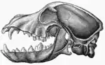 Image 40Lateral view of a dog skull - jaws open (from Dog anatomy)