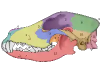 Image 49Lateral view of a dog skull (from Dog anatomy)