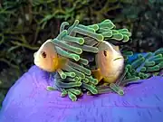 A. akallopisos in the magnificent sea anemone Heteractis magnifica.