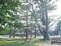 Parking area and lodge buildings