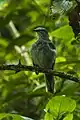 Slate-colored solitaire, Mexico