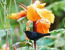 Slaty flowerpiercer