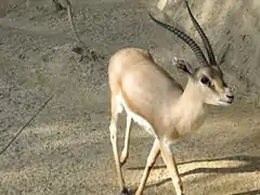 Rhim gazelle (Gazella leptoceros)