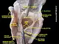 Epiglottic vallecula