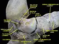 Ankle joint.Deep section.