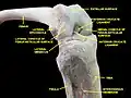 Knee and tibiofibular joint.Deep dissection. Anterior view.