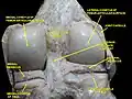 Right knee in extension. Deep dissection. Posterior view.