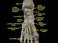 Ankle and tarsometarsal joints, showing bones of foot. Deep dissection.