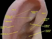 External ear. Right auricle. Lateral view.