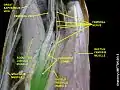 Adductor longus muscle