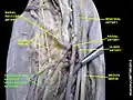 anterior and posterior interosseous artery