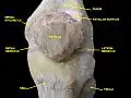 Knee joint.Deep dissection. Anteromedial view.